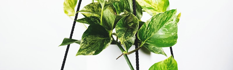 国际足联主席在新闻发布会上宣布2026世界杯最新消息